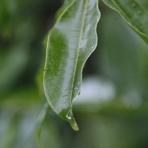 The Leaf and the Dew