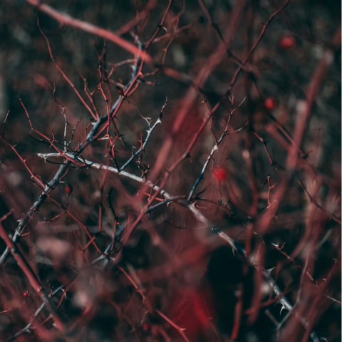 Fragile Rose