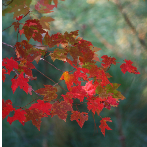Autumn blew my thought's