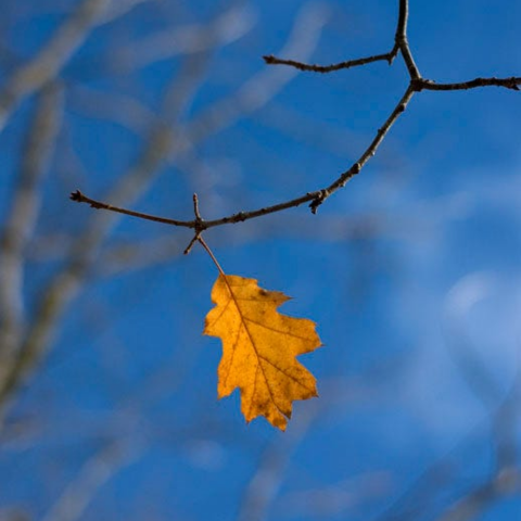 The Last Leaf