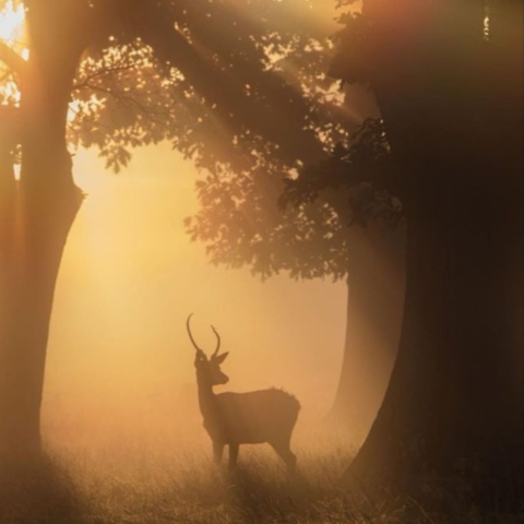 Law of the Woods
