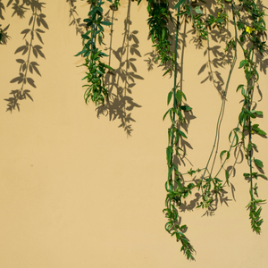 The Curtain Plants