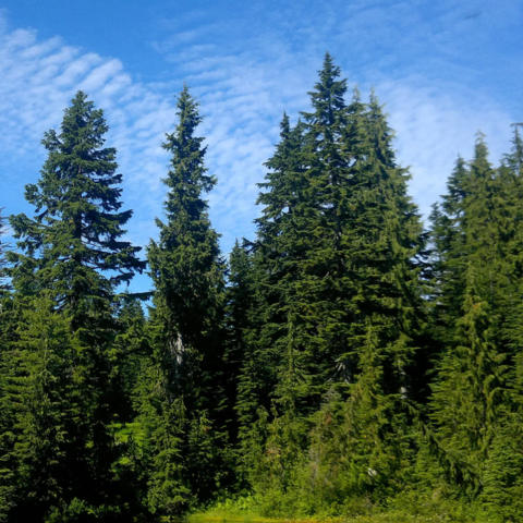 Away from hemlock trees