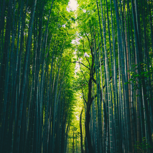 Bamboo's Tradition