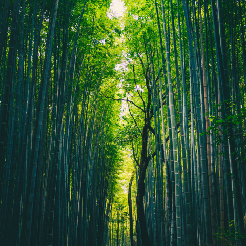 Bamboo's Tradition