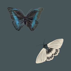 Moth gazing at the butterfly