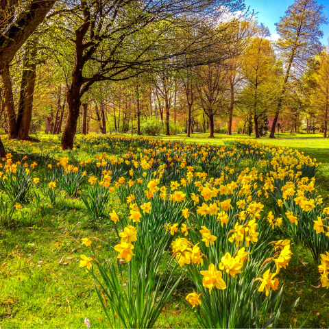 Daffodil Hill