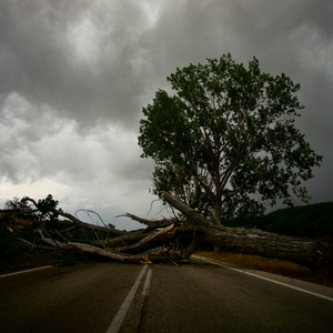 When Great Trees Fall