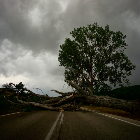 When Great Trees Fall