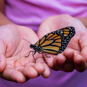 A wounded butterfly
