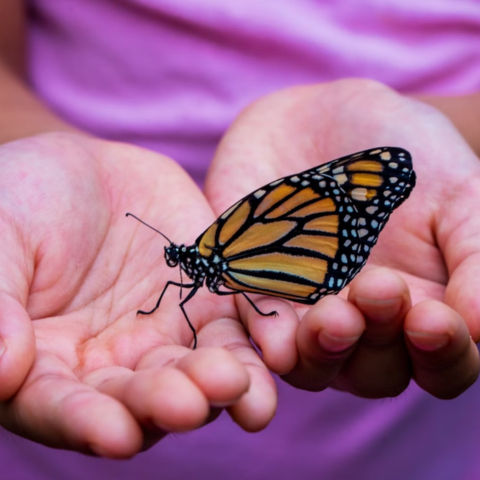 A wounded butterfly