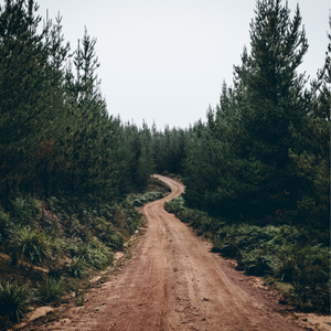 Road to Home