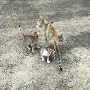 The Mother Cat