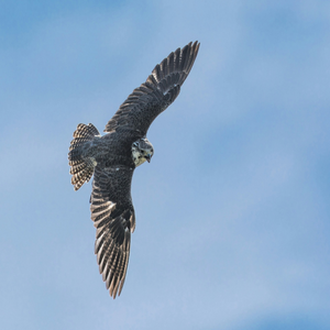 The Flight Of A Falcon