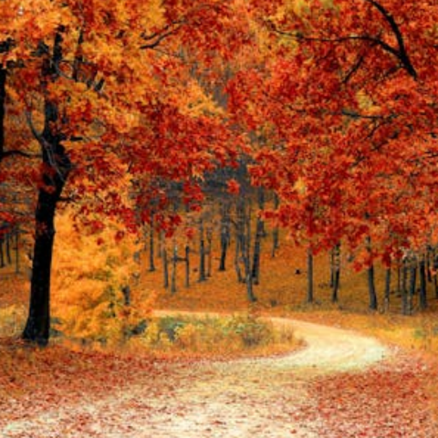 Life Is Autumn Sometimes!