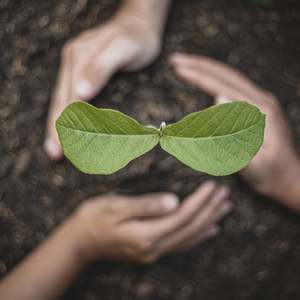 The Magic In The Seed