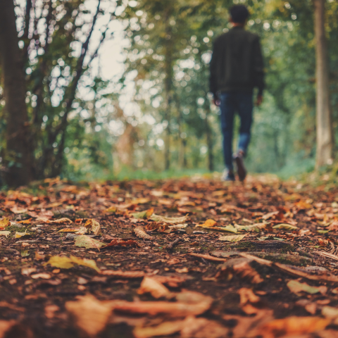 The Fall