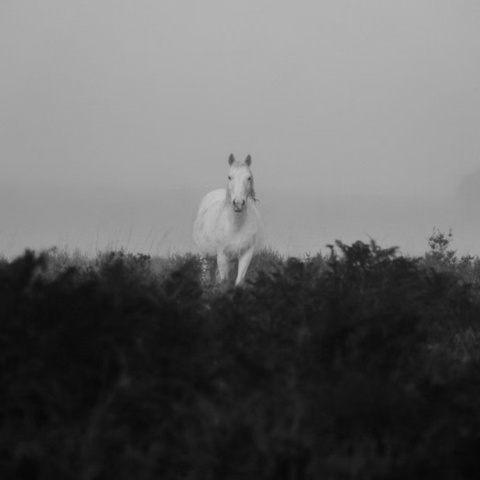 The White Horses