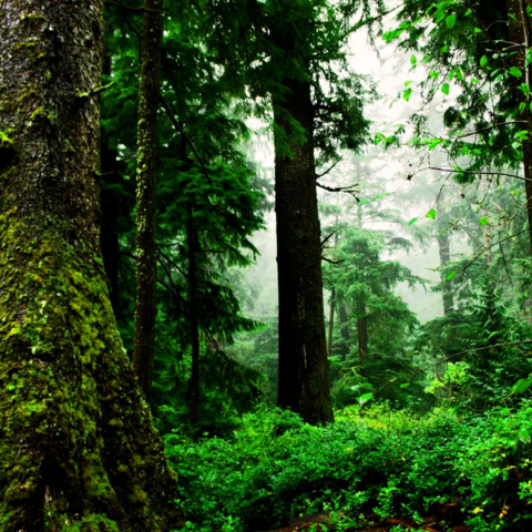On my way to the forest