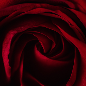 My Crimson Devotion