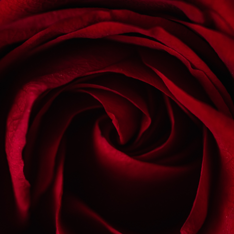 My Crimson Devotion