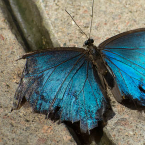 It was never the butterflies.