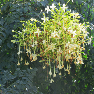 Under the Akasha Mallige
