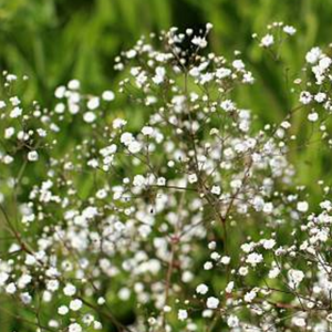 Baby's Breath