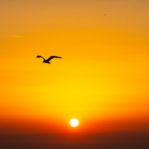 I wish I were a bird