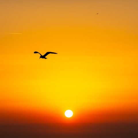 I wish I were a bird