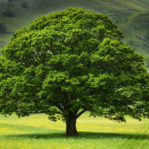 THE MAJESTIC ROYAL OAK TREE
