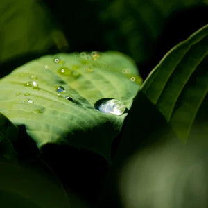 A Moment away from 'Living'
