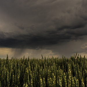 The Hope in the Storm