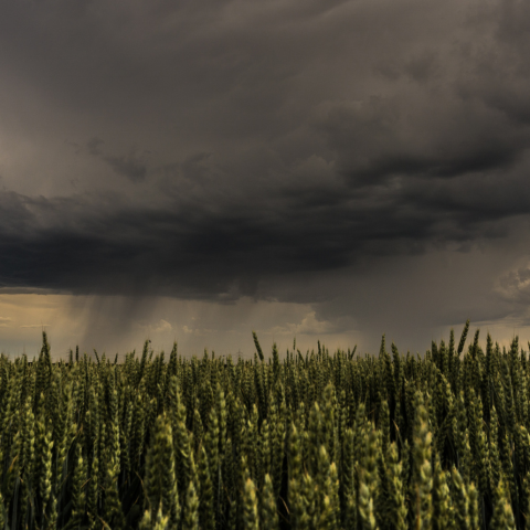 The Hope in the Storm