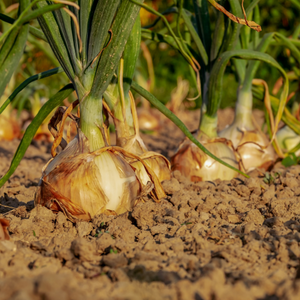 An Onion Odyssey