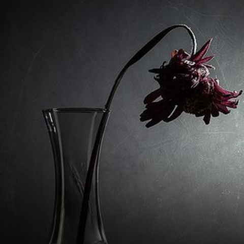 Death of A Flower