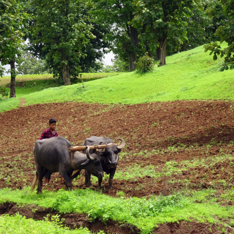 Labourer's Labour