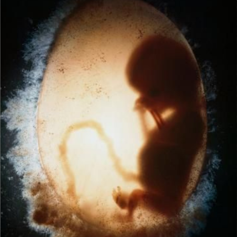 WOMB UNKNOWN