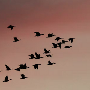 Migration
