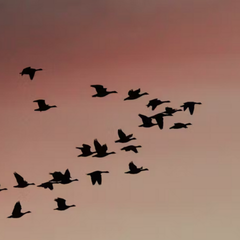 Migration