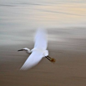 An unfettered Flight