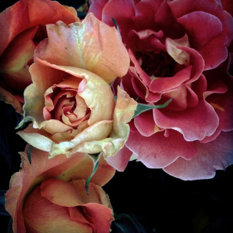 John and his Rose