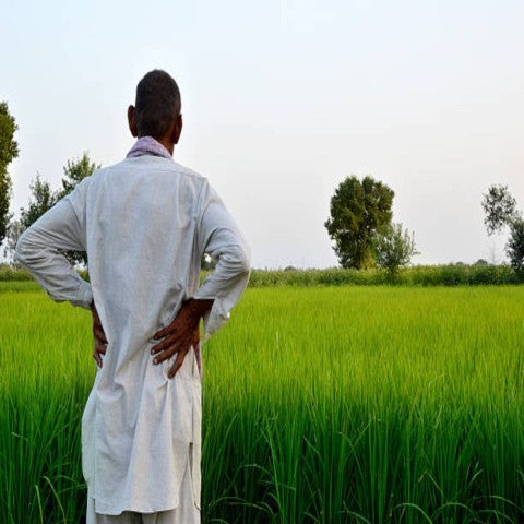 মোৰ পিতাইৰ গাৰ গোন্ধ
