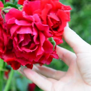 To The Gardener