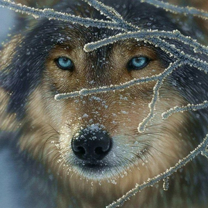 Wolf in disguise