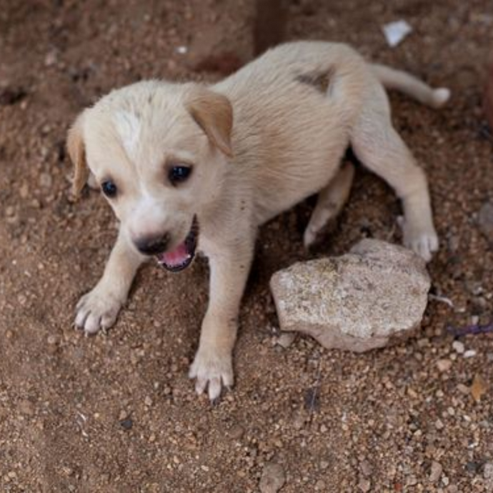 A Street Pup is Crushed