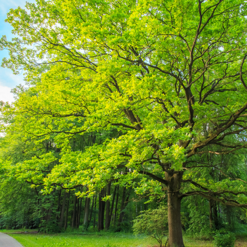 The Tree and Its Wisdom