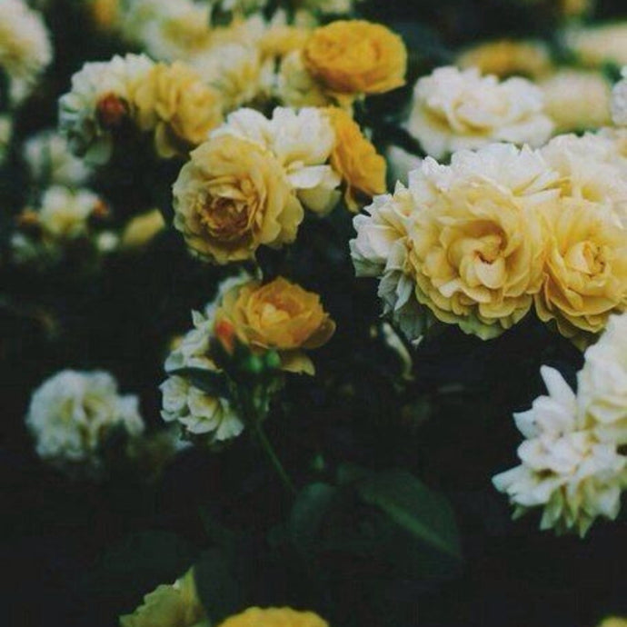 YELLOW ROSE