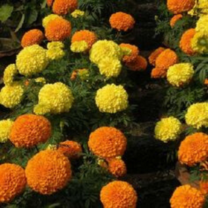 Marigolds