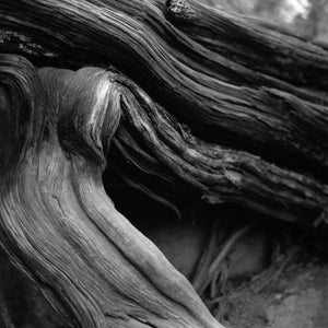 Roots
